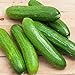 photo Spacemaster 80 Cucumber Seeds - 50 Count Seed Pack - Non-GMO - Produces Large Numbers of flavorful, Full-Sized Slicing Cucumbers Perfect for The Small Garden. - Country Creek LLC
