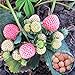 photo Big Pack Rare Fresh Seeds for Planting (White Strawberry-2000+ Seeds)