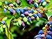photo 20 Oregon Grape Seeds for Planting - Stunning Ornamental Fruit Bearing Plant - Berberis bealei, Barberry, Leatherleaf Mahonia