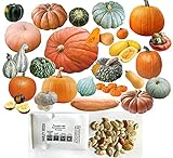 HARLEY SEEDS - Mixed!!! 50+ Pumpkin and Winter Squash Mix Seeds Non-GMO 25 Varieties Delicious Grown in USA. Rare, Super Profilic and Delicious! photo / $9.85 ($0.20 / Count)
