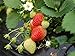 photo Everbearing Strawberry Seeds 200PCS Non-GMO