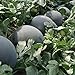 photo 30Pcs Black Diamond Watermelon Seeds Non GMO Seeds Fruit Seed ,for Growing Seeds in The Garden or Home Vegetable Garden