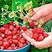 photo SeedsUP - 100+ Alpine Strawberry Baron Solemacher Everbearing - Fruit Red
