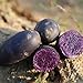 foto Benoon Kartoffel-Samen, 100 Stück/Beutel Gemüsesamen, einfach zu pflanzen, schnell wachsend, schnelle Keimung, seltene schwarze Haut, lila Fleischkartoffelsamen für Hofkartoffelsamen