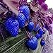 photo MITRAEE 100pcs Blue Strawberry Fruit Seeds