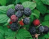 2 Jewel - Black Raspberry Plant - Everbearing - All Natural Grown - Ready for Fall Planting photo / $29.95