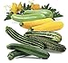 photo Seeds4planting - Seeds Zucchini Courgette Squash Summer Mix 35 Days Fast Heirloom Vegetable Non GMO