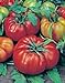 photo Tomato, Beefsteak, Heirloom, 25+ Seeds, Great Sliced Tomato, Delicious