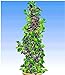 foto BALDUR Garten Säulen-Brombeeren Navaho® 'Big&Early' dornenlos, 1 Pflanze Rubus fruticosa Säulenobst Beerenobst Brombeerpflanze