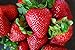 photo Organic Rustic Strawberry Seeds - 105 Count