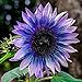 foto Oce180anYLVUK Sonnenblumenkerne, 100 Stück/Beutel Sonnenblumenkerne Schöne Blüte Lustige Pflanzung Freundliche Bestäuber Landschaftsbau Balkon Sämlinge Für Sonnenblumenkerne