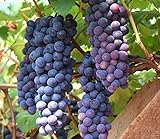 30+ Thompson Grape Seeds Vine Plant Sweet Excellent Flavored Green Grape photo / $7.99