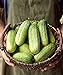 photo Burpee Pick-A-Bushel Pickling Cucumber Seeds 30 seeds