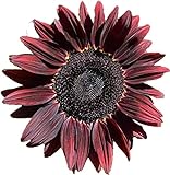 UtopiaSeeds Chocolate Cherry Sunflower Seeds - Beautiful Deep Red Sunflower photo / $9.99 ($49.95 / Ounce)