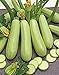 photo CEMEHA SEEDS - Zucchini Courgette Squash Bush Type 36 Days Non GMO Vegetable for Planting