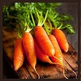 Little Finger Carrot Seeds | Heirloom & Non-GMO Carrot Seeds | Vegetable Seeds for Planting Outdoor Home Gardens | Planting Instructions Included photo / $6.95