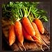 photo Little Finger Carrot Seeds | Heirloom & Non-GMO Carrot Seeds | Vegetable Seeds for Planting Outdoor Home Gardens | Planting Instructions Included