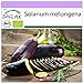 photo SAFLAX - BIO - Aubergine - Longue violette - 20 graines - Solanum melongena