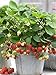 photo 200+ Wild Strawberry Strawberries Seeds - Fragaria Vesca - Edible Garden Fruit Heirloom Non-GMO - Made in USA, Ships from Iowa.
