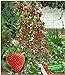 foto BALDUR Garten Kletter-Erdbeere 'Hummi®', 3 Pflanzen Fragaria Erdbeerbäumchen schnellwachsende Klettererdbeeren, selbstfruchtend