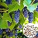 foto Traubenkerne, 50 Pcs/Bag Traubenkerne Phyto-Nährstoffe Reiche Vitamine mehrjährige Indoor Topf Obstsamen für Garten - Traubenkerne