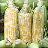 Seed Needs, Peaches & Cream Sweet Corn (Zea mays) Bulk Package of 230 Seeds Non-GMO photo / $8.99 ($0.04 / Count)