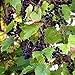 photo Wild Grape Vine Seeds (Vitis riparia) Packet of 10 Seeds