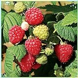 Fruit Plant Seeds 200+ Raspberry Seeds Bare Root Plants - All Season Collection photo / $7.99