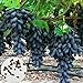 foto Samen für Pflanzen, 100 Stück schwarze Finger Traubenkerne leckere Obstpflanze Garten Bonsai Dach Dekor – Traubensamen