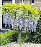 BALDUR Garten Blauregen auf Stamm winterhartes Stämmchen, 1 Pflanze Wisteria sinensis Glycinie Zierstämmchen foto / 24,99 €