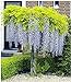 foto BALDUR Garten Blauregen auf Stamm winterhartes Stämmchen, 1 Pflanze Wisteria sinensis Glycinie Zierstämmchen