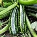 foto Zucchini - Italian Striped - 8 Samen