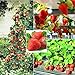 photo 250+ Red Climbing Strawberry Seeds Everbearing Fruit Plant Home Garden Sweet and Delicious