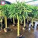 photo 40pcs graines de bambou style chinois Intérieur frais Moso Bambou Bonsai Graines Arbre Graines bricolage jardin plantation en pot Facile à cultiver