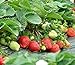 photo Strawberry Seeds 250 PCS for Planting in Pots Non GMO