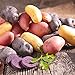 photo Organic US Grown Potato Medley Mix - 10 Seed Potatoes Mixed Colors Red, Purple and Yellow from Easy to Grow Bulbs TM