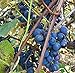 photo Concord Grape Seeds (Vitis labrusca 'Concord') 10+ Organic Michigan Concord Grape Vine Seeds in FROZEN SEED CAPSULES for The Gardener & Rare Seeds Collector - Plant Seeds Now or Save Seeds for Years