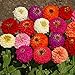 photo Outsidepride Zinnia Elegans Lilliput Flower Seed Mix - 1000 Seeds