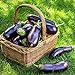photo 500+ Purple Aubergine Eggplant Seeds Non-GMO Vegetable
