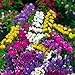 photo SVI 90pcs graines de fleurs de statice mélangées