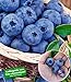foto BALDUR Garten Heidelbeere Kosmopolitan Blaubeeren Heidelbeeren Pflanze, 1 Pflanze Vaccinium corymbosum reichtragend rotes Fruchtfleisch