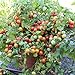 foto Bajaja Tomatensamen für ca. 15 Pflanzen - pflegeleichte Sorte, Massenertrag