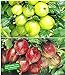 foto BALDUR Garten Stachelbeer-Sträucher-Set, 2 Pflanzen Ribes 'Gelbe Invicta®' und 'Rote Spinefree®'