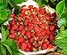 photo CEMEHA SEEDS - Alpine Strawberry Regina Everbearing Berries Indoor Non GMO Fruits for Planting