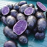 Simply Seed - Purple Majesty - Naturally Grown Seed Potatoes - 5 LB- Ready for Spring Planting photo / $14.99 ($0.19 / Ounce)
