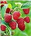 foto BALDUR Garten Himbeeren TwoTimer® Sugana®, 1 Pflanze Rubus idaeus Himbeerpflanze