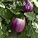 foto Aubergine - Eierfrucht - mittelfrüh - Violetta di Firenze - 20 Samen