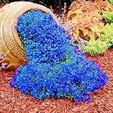 500 Stück Rock Cress Seeds Leicht zu züchten Bodendecker Blume Mehrfarbige Grünlandpflanzensamen für Rasen - Blau foto / 3,59 €