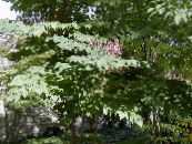 I fiori da giardino Albero Angelica Giapponese, Aralia foto, caratteristiche lilla