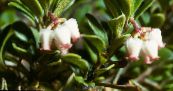 les fleurs du jardin Bearberry, Kinnikinnick, Manzanita, Arctostaphylos uva-ursi photo, les caractéristiques blanc
